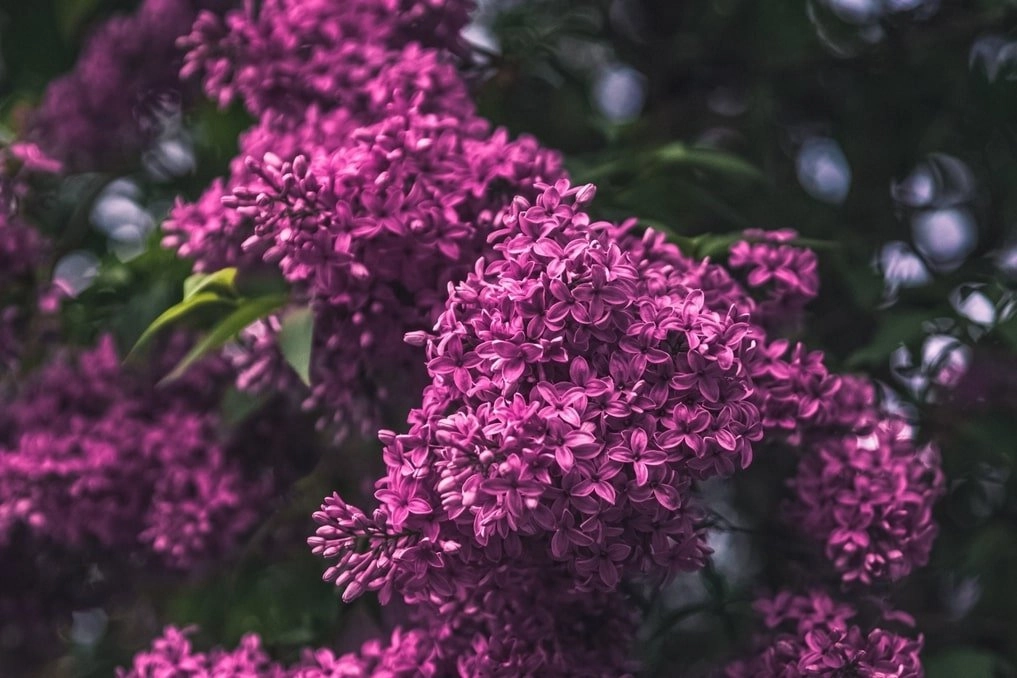 Buddleja Davidii Extract in Skincare
